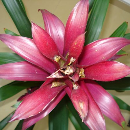 Guzmania(mihaela)